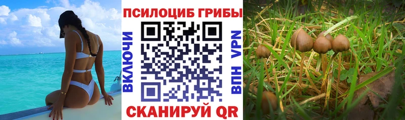Галлюциногенные грибы Psilocybe  магазин продажи наркотиков  Микунь 